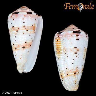 Image of cone snails