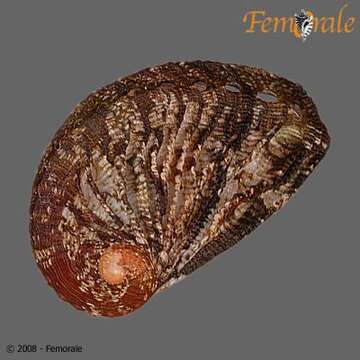 Image of <i>Haliotis lamellosa</i>