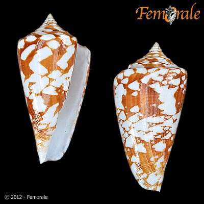 Conus amadis Gmelin 1791的圖片