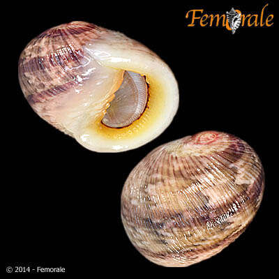 Image of <i>Nerita rumphii</i> Recluz 1841