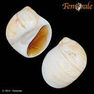 Image of moon snails