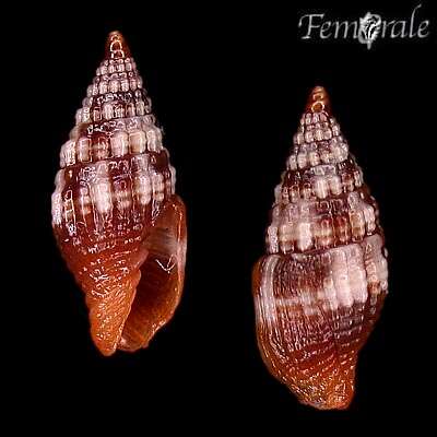 Слика од Turbinelloidea Rafinesque 1815