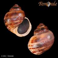 Ampullarioidea resmi