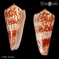 Image of Conus thomae Gmelin 1791