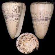 Image of cone snails