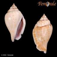 Image of <i>Strombus <i>gibberulus</i></i> gibberulus L. 1758