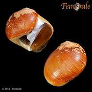 Image of moon snails