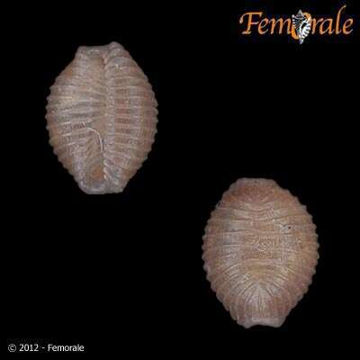 Image of Pseudopusula Fehse & Grego 2014