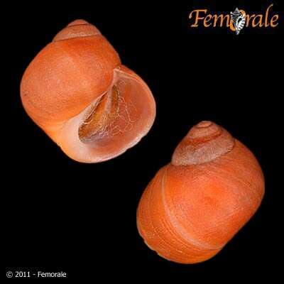 Image of Periwinkle snails