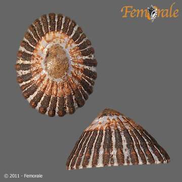 Image of Nacellidae Thiele 1891