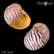 Image of Zebra nerite