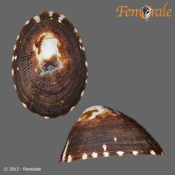 Image of unclassified Gastropoda