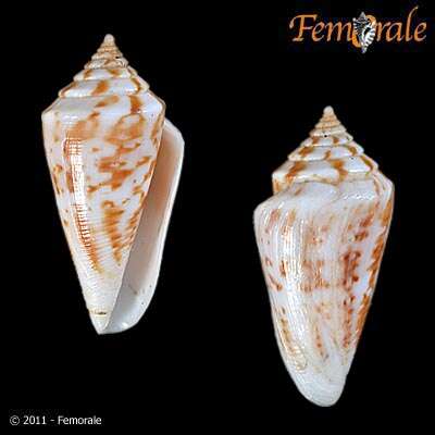 Image of cone snails