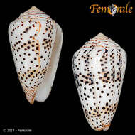 Image of cone snails