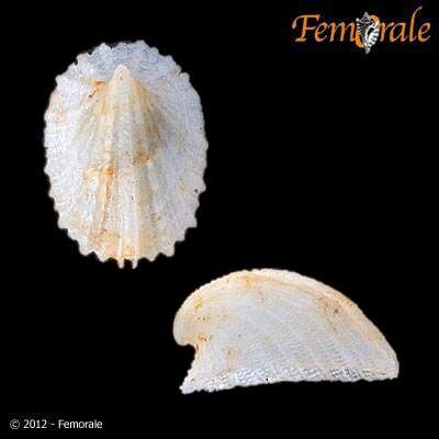 Image of Emarginella Pilsbry 1891