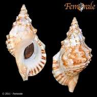Image of triton shells