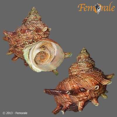 Image of turban snail