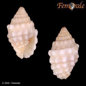 Image of Turbinelloidea Rafinesque 1815