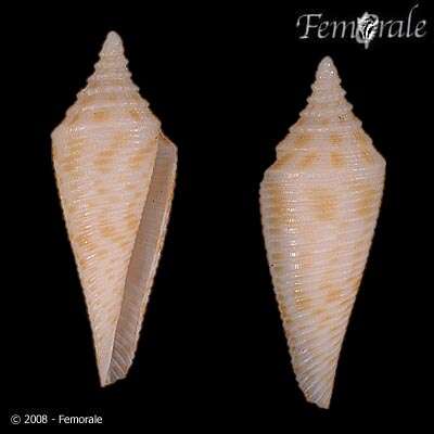 Image of Conasprella Thiele 1929