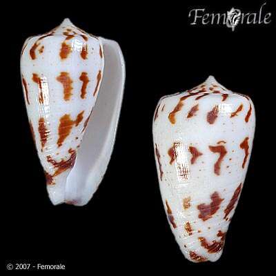 Image of Conus Linnaeus 1758