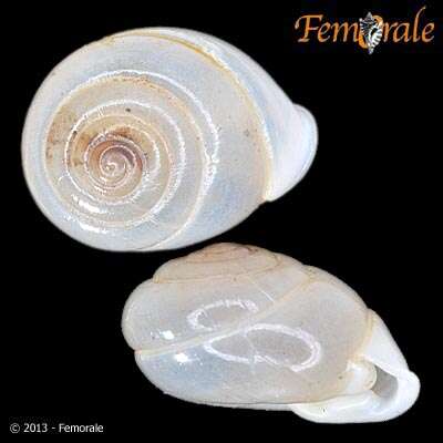 Image of hunter snails