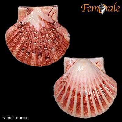 صورة Pecten O. F. Müller 1776