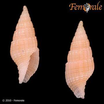 Слика од Vexillum aureolineatum H. Turner 1988