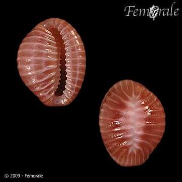 Image of Pseudopusula Fehse & Grego 2014