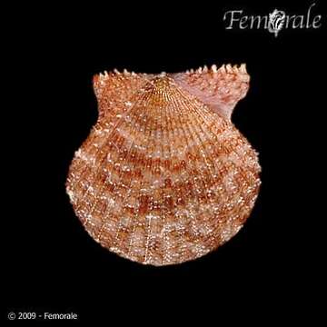 Слика од <i>Aequipecten phrygium</i> (Dall 1886)