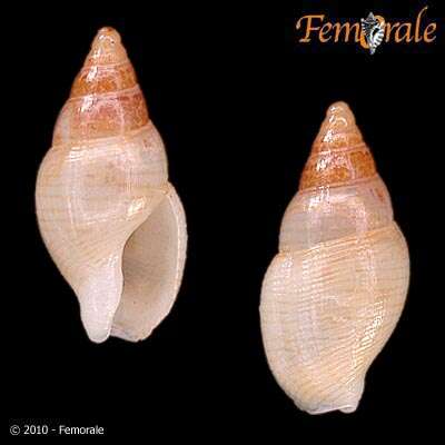 Image of Columbellidae Swainson 1840