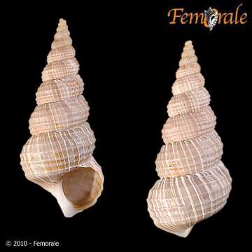 Image of <i>Amaea ferminiana</i> (Dall 1908)