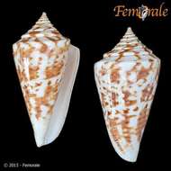 Image of cone snails