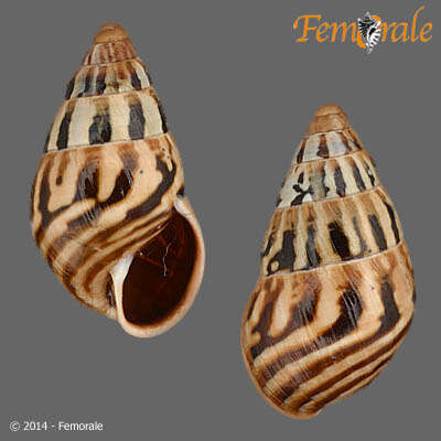 Image de Cerastidae