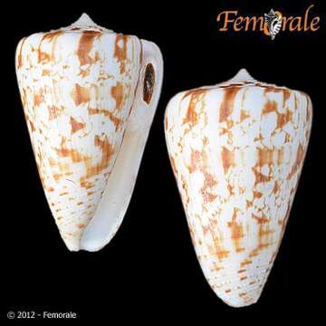 Image of cone snails