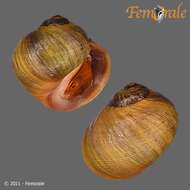 Image of Periwinkle snails