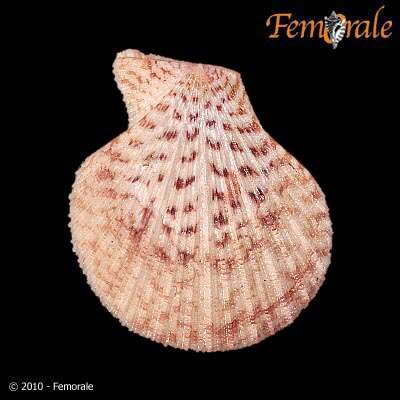 Image of Caribachlamys T. R. Waller 1993