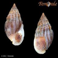 صورة Melanopsidae