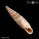 Image of two-toothed door snail