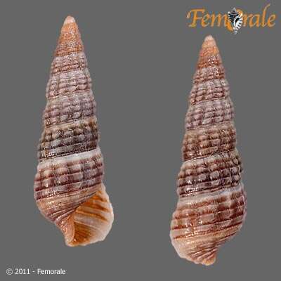 Cerithiopsidae resmi