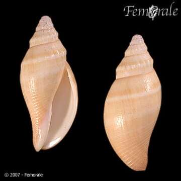 Image of Scaphella Swainson 1832