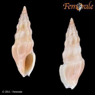 Image of Turridae H. Adams & A. Adams 1853