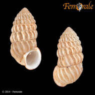 Image of Cerionidae