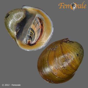 Image of Neritina Lamarck 1816