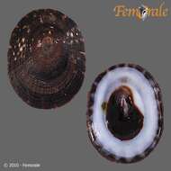 Image of tortoiseshell limpets