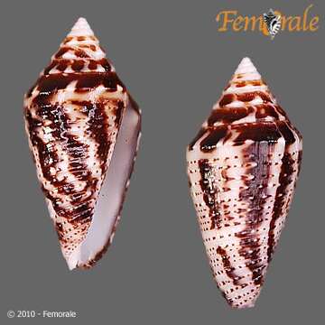 Image of Conasprella Thiele 1929