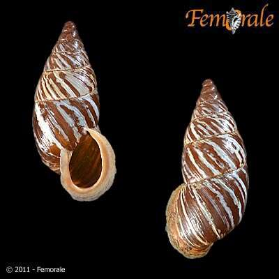 صورة Buliminidae