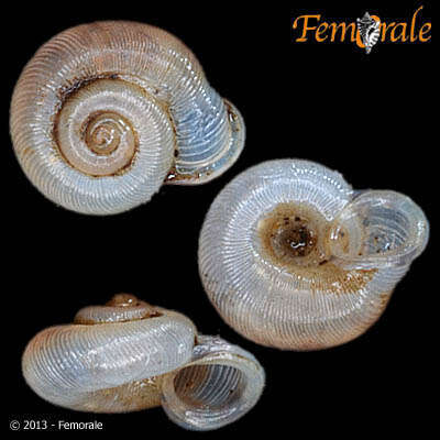 Image of grass snails