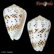 Image of cone snails