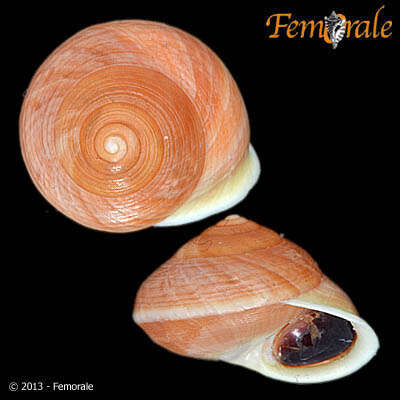 Image of Helicinoidea Férussac 1822