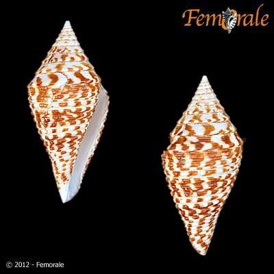 Image of cone snails